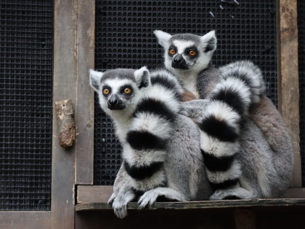 2021年5月、高知県立のいち動物公園で愛称募集していたワオキツネザルの赤ちゃんの名前が決定