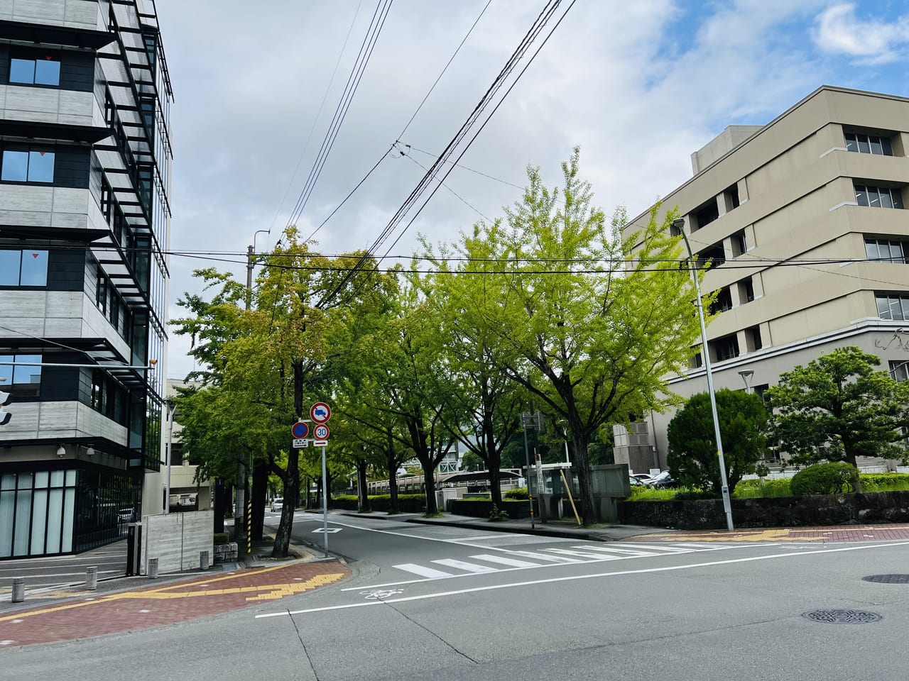 「高知法務総合庁」と「高知地方裁判所」の間のイチョウ並木