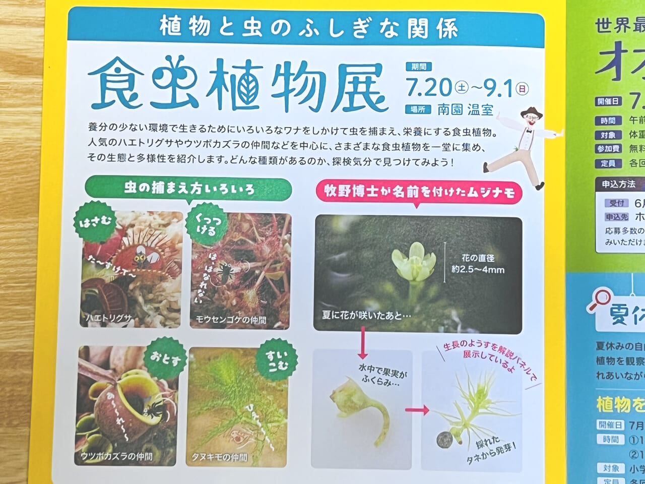 2024年7月20日 ～ 9月1日の間牧野植物園で開催される「食虫植物展」のチラシ