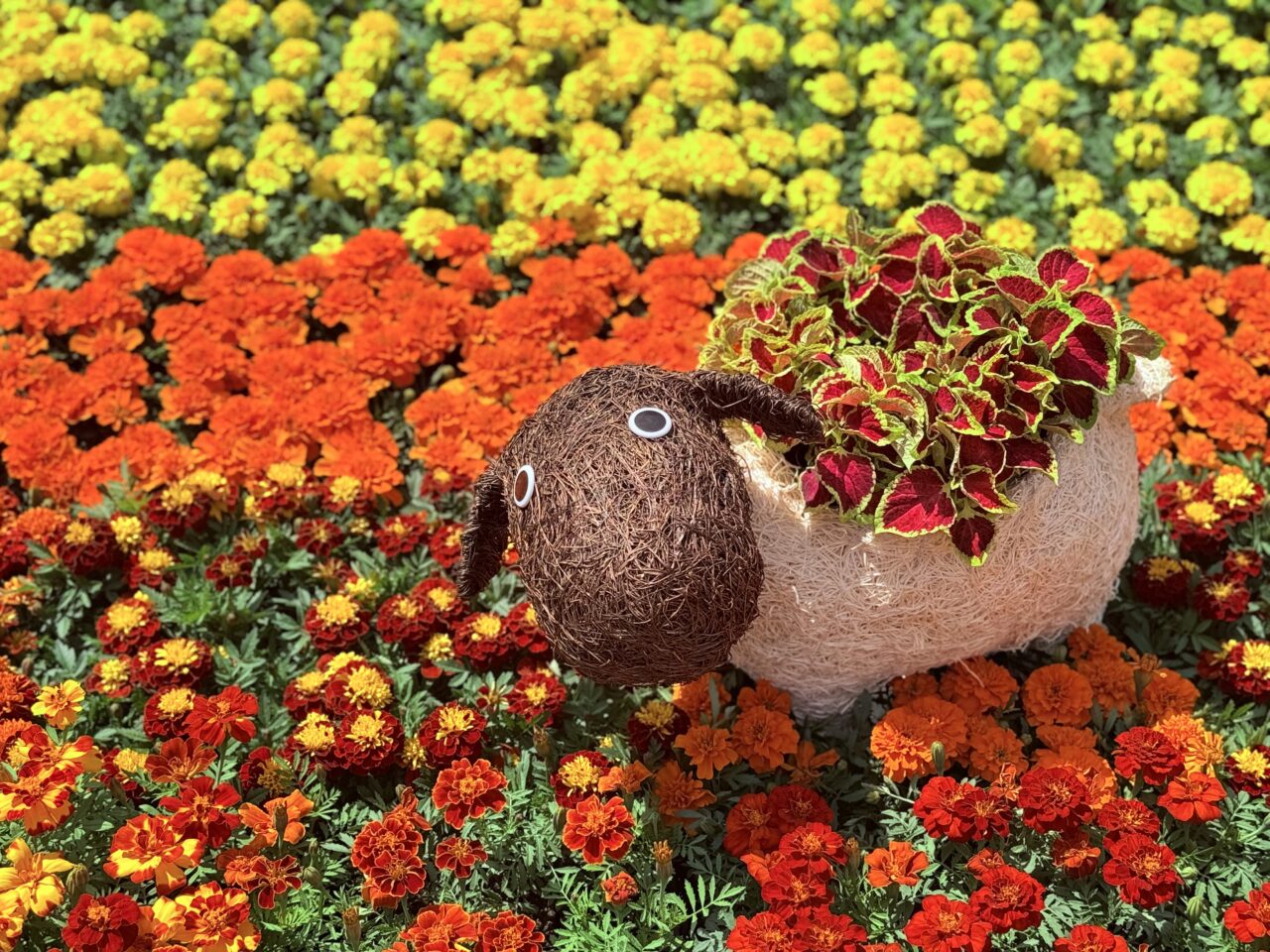 2025年に開催された「こうち春花まつり」の様子